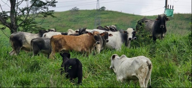 Cerca de 20 cabeças de gado furtadas em Alegre são recuperadas pela PC